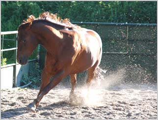 Pferdeflüsterer: Das Fehlverhalten der jüngeren Pferde von den älteren (vornehmlich Stuten) oft durch zeitweises Verstoßen aus der Herde bestraft